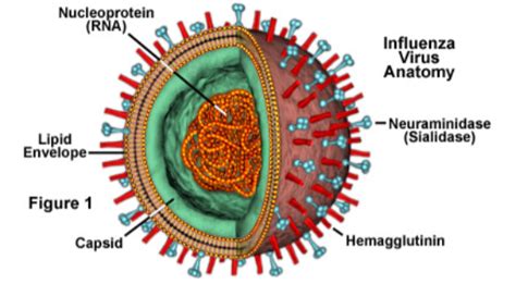 Perhatikan Gambar Virus Berikut Virus Pada