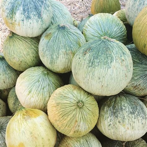 Новый вид дыни " дыня бабушка" 😊😋#дыня#melon#kyrgyzstan#kyrgyzrepublic# ...