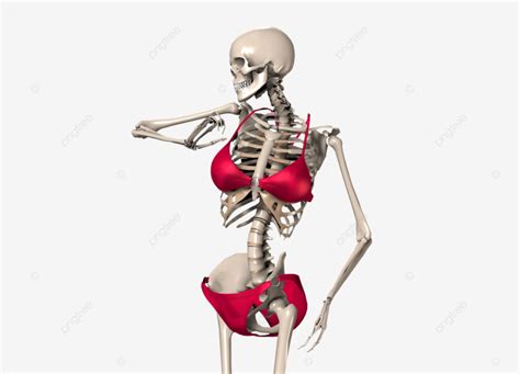 Skeleton In A Bikini Heath Horror Humorous Anatomy Clothing Women Png Transparent Image And