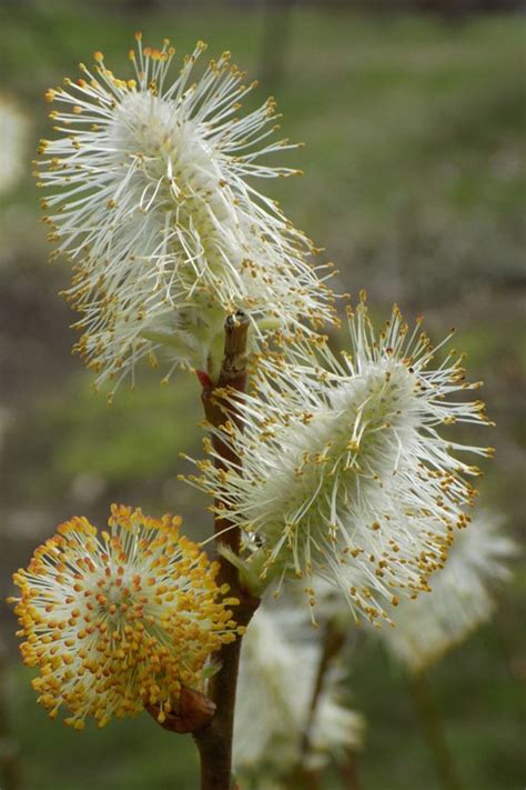 Buy American Pussy Willow Free Shipping Wilson Bros Gallon Pot