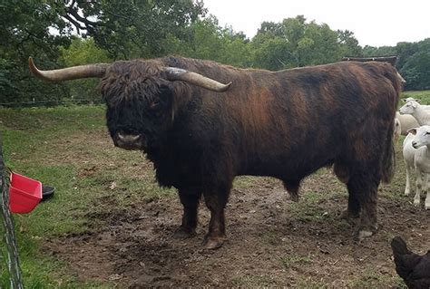 Heartland Highland Cattle Association Brindle Colored Highlands