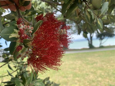 Pohutukawa Nz Christmas Tree Free Stock Photo Public Domain Pictures