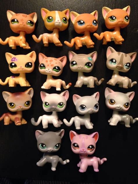 34 Best Lps Short Hair Images On Pinterest Lps Cats Lps Shorthair