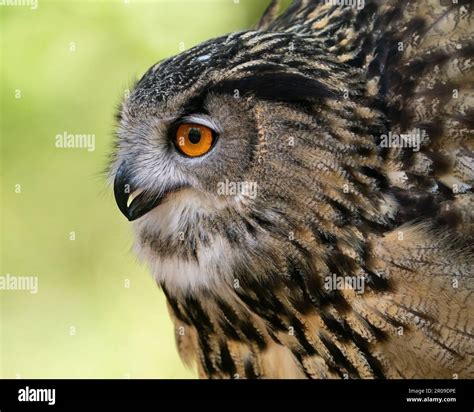 Eurasian Eagle Owl Bubo Bubo Captive Hi Res Stock Photography And