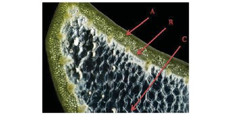 A cross-section illustration of Aloe leaf; A: epidermis or the outer... | Download Scientific ...