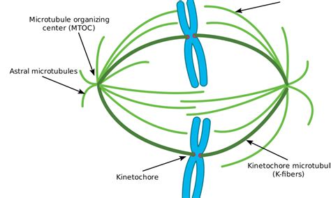 What Are Spindles Made Of