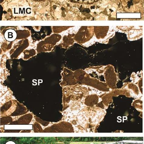 PDF Cathodoluminescence Petrography Of Carbonate Rocks A Review Of