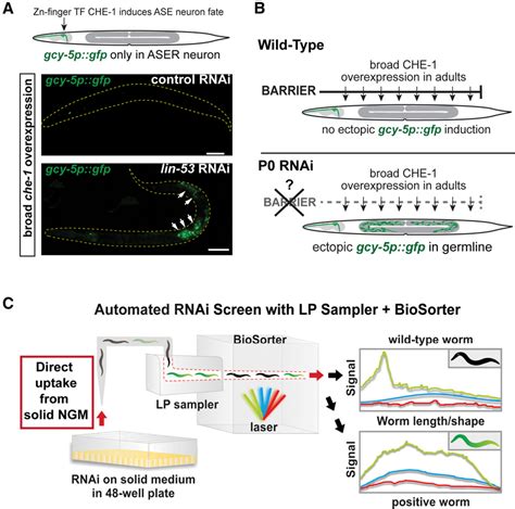 Figure 1 from MRG-1/MRG15 Is a Barrier for Germ Cell to Neuron ...