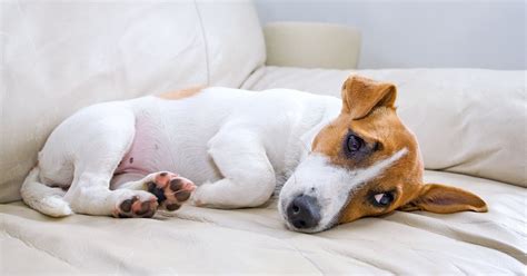 Amoxicillin for Dogs: Uses, Dosage, & Side Effects