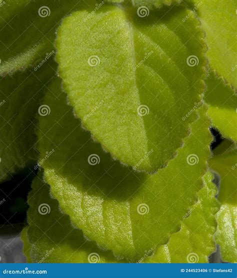 Green Leaves Of Mexican Mint Coleus Amboinicus The Plant Is Also Known