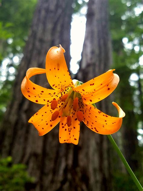 59 Best Lilium Images On Pholder Botanical Porn SPA Cs And Imaginary Slice Of Life
