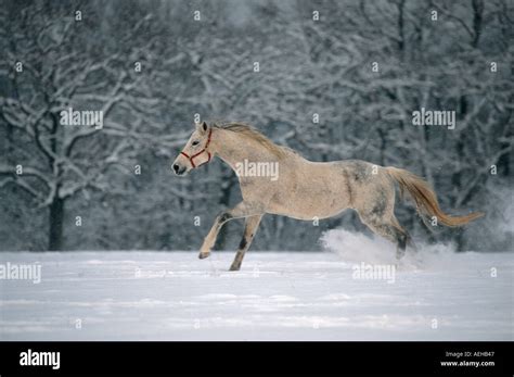 English thoroughbred horse - galloping in snow Stock Photo - Alamy