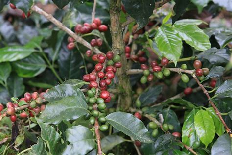 Part 1 Discover Coffee Varieties Batian Bourbon Castillo Catimor