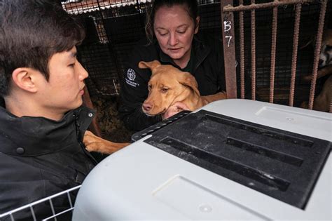 What Does Dog Meat Taste Like How People Have Said It Tastes