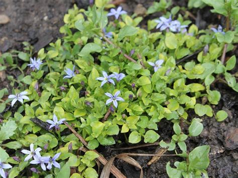 Blauer Bubikopf Gaudich Isotoma Fluviatilis