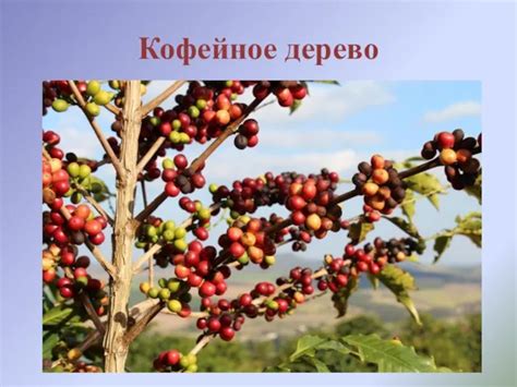 Вред и польза кофе презентация