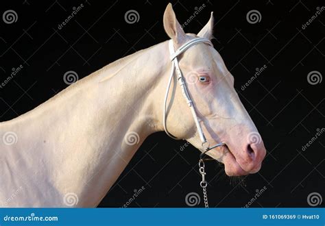 Blue-eyed Cremello Akhal-teke Horse In Dark Stable Stock Image - Image ...