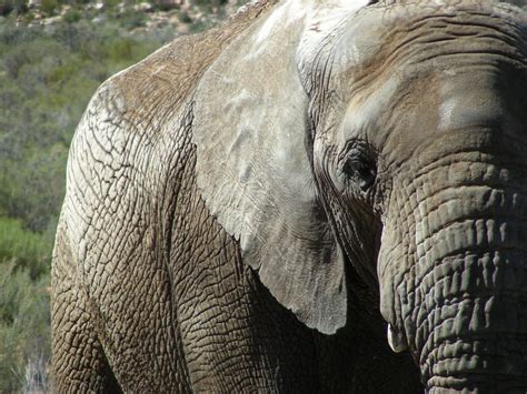 5,000+ HD Elephant Pictures & Images - Pixabay