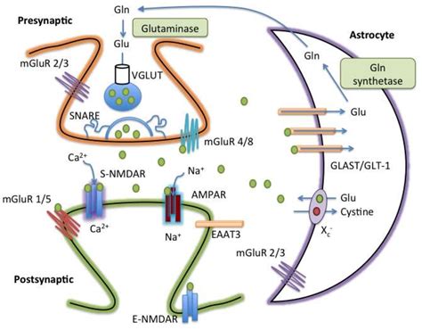 Figure 1 from The role of the tripartite glutamatergic synapse in the ...