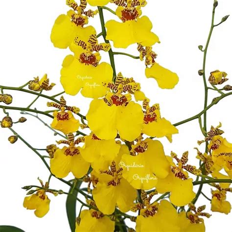 Muda Pr Adulta Orqu Dea Oncidium Aloha Planta Natural Mercadolivre