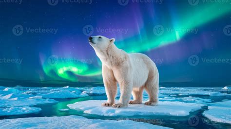 majestic polar bear roaming   stunning northern lights