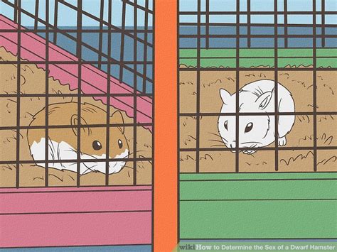How To Determine The Sex Of A Dwarf Hamster 9 Steps