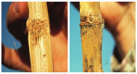 一、玉米真菌病害（maize Diseases Caused By Fungus）植保专题库