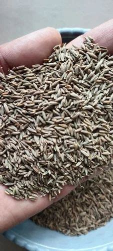 Brown Grade European Quality Cumin Seed Jeera 500 Gm At Rs 400 Kg In