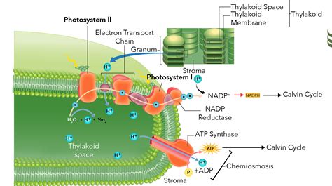 structure  thylakoid membrane lqppm