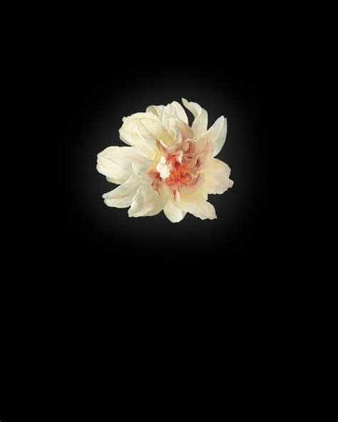 a single white flower is lit up in the dark