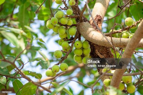 ficus racemosa ficus fruit cluster fig fruit stock photo
