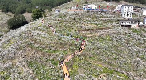 万州分水第六届李花节开幕 上游新闻 汇聚向上的力量