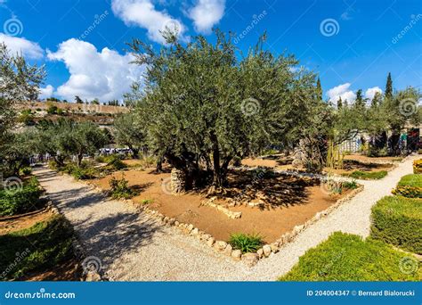 Historic Olive Trees In Garden Of Gethsemane Within Gethsemane