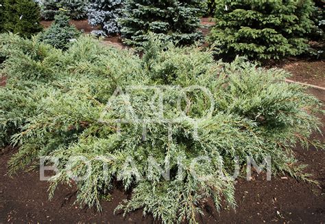 Можжевельник средний 'Hetzii'