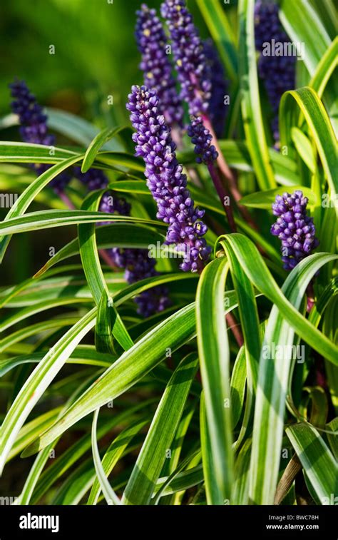 Liriope Muscari Variegata Variegated Lily Turf Stock Photo Alamy