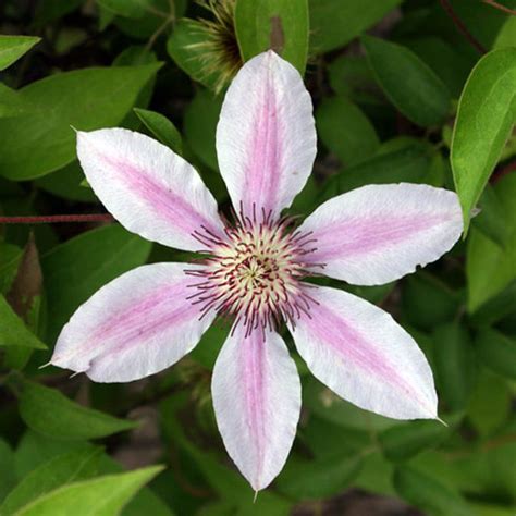 Downy Clematis Fine Gardening