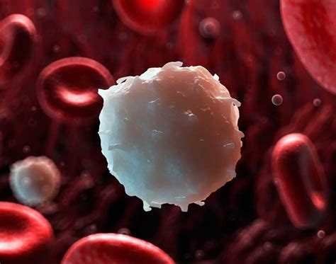 wbc nedir veteriner soezluek vetrehberi