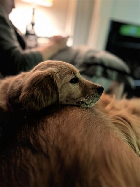 Sweet Babe Got Her Shots Today And Wanted A Cuddle With Her Older