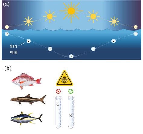 Fish Have Several Mechanisms To Avoid Uv Damage Recent Laboratory