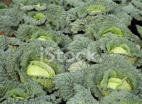 Savoy Cabbage Stock Photo | Royalty-Free | FreeImages