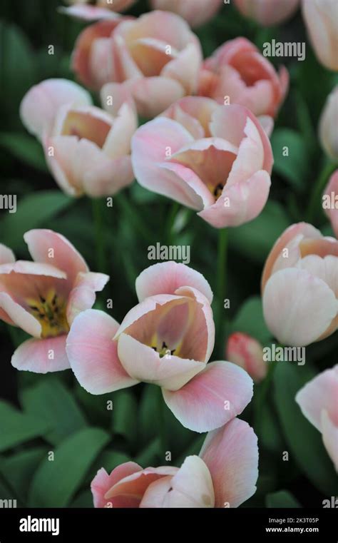 Pink And White Darwin Hybrid Tulips Tulipa Salmon Van Eijk Bloom In A