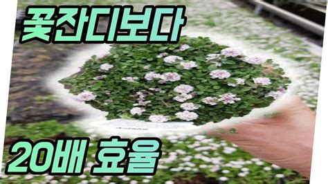 🌼꽃잔디보다 20배 빨리 퍼지는 쿠라피아 심는 방법 Youtube How To Dry Basil Castle