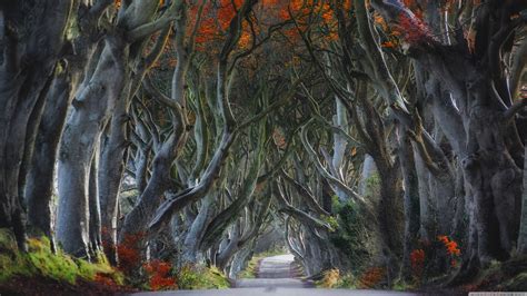🔥 [50+] Dark Hedges Northern Ireland Wallpapers | WallpaperSafari