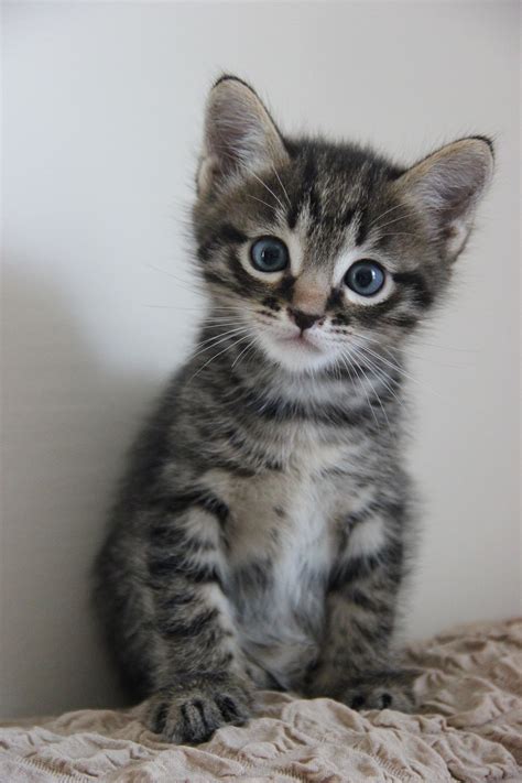 Cat Pussycat Kitten - Free photo on Pixabay