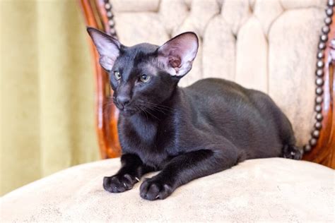 Black Oriental Shorthair Facts Traits FAQs With Pictures