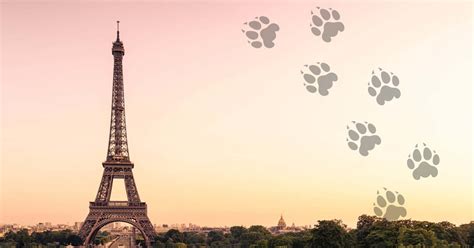 Lynx Air: Flights to Europe on the horizon | Milesopedia
