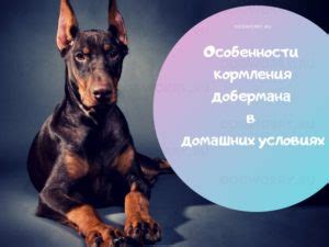 Чем можно кормить добермана в домашних условиях?