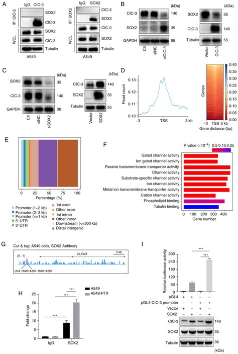 Sox2 Regulates Paclitaxel Resistance Of A549 Non‑small Cell Lung Cancer