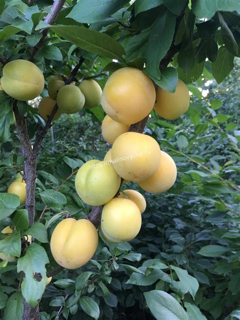 Алыча Лодва