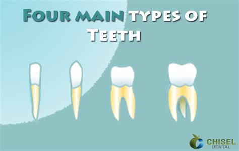 Know The Different Types Of Teeth And Their Functions Images And